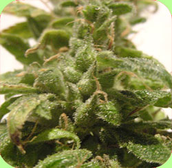 Malberry marijuana seeds