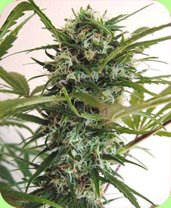 Nigerian marijuana seeds