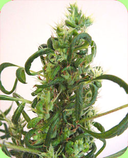 Sangoma marijuana seeds