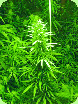 Swazi Red marijuana seeds