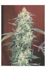AK47 Serious marijuana seed