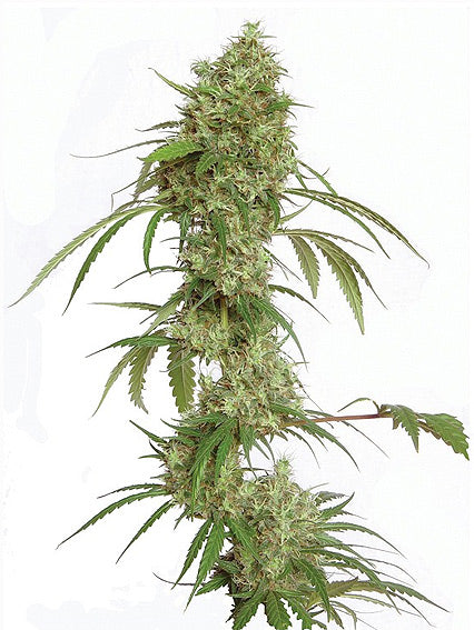 Amnesia G 13 marijuana seeds