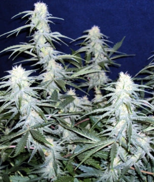 Apollolicious marijuana seeds