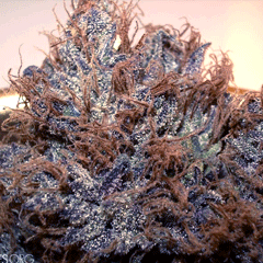 Grape Ape marijuana seeds