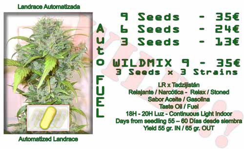 auto fuel cannabis seeds