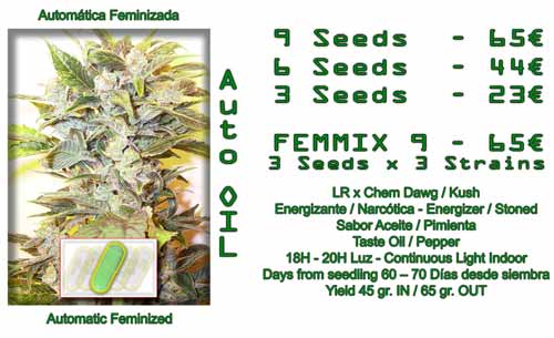 auto oil cannabis seeds