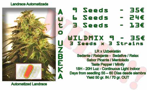 auto uzbeka cannabis seeds