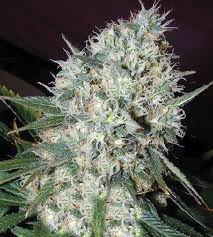 Seeds Autoblue Autoflowering