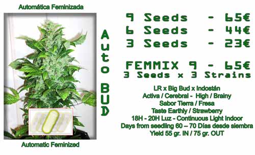 auto bud cannabis seeds