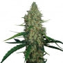 Barney G13 Haze marijuana feminized