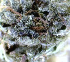 Bruce Banner #3 marijuana seeds 10 pack