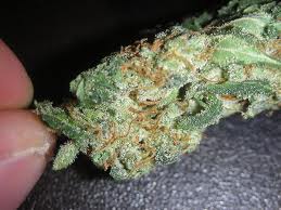 Biesel #1 marijuana seeds