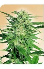 Big Bud marijuana single seed