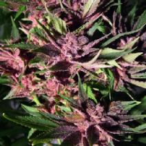 Blackberry female marijuana seeds