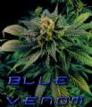 Blue venom marijuana seeds