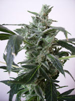 blue himalaya cannabis seeds