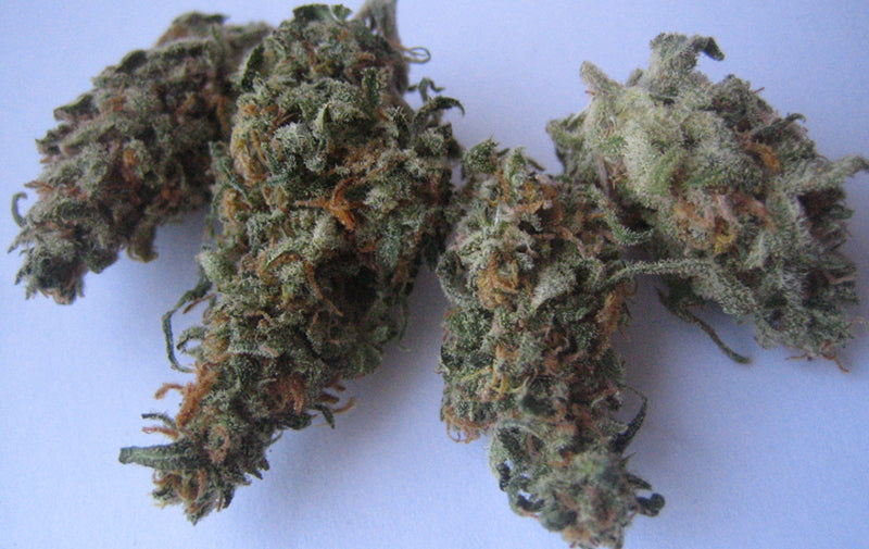 Blue crack marijuana seeds