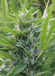 Blue Elite Indica marijuana seeds