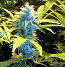 Blue cannabis seeds