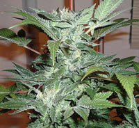 Blue streak marijuana seeds