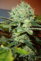 brainfreeze marijuana seeds