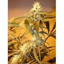 Brassknuckle Berry feminized seeds