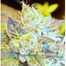 Bluecher marijuana seeds