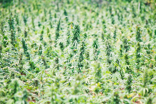 Alabama Kemo marijuana seeds