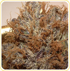 Cali Grape marijuana seeds