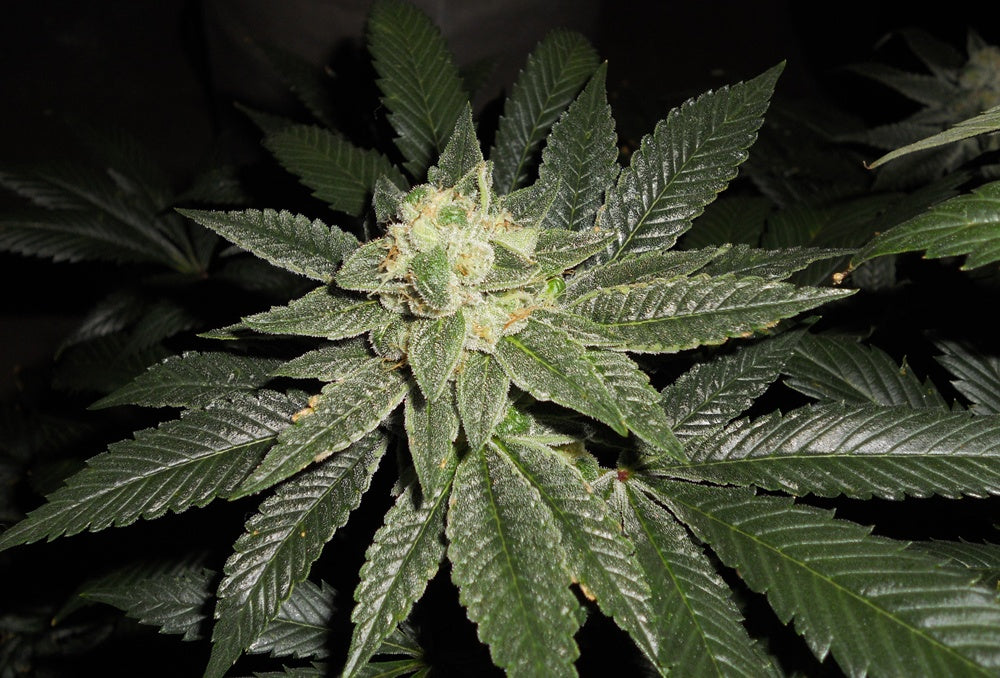 Candy kush marijuana seeds