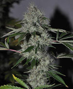 Chemdog Sour Diesel