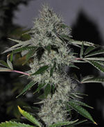 Chem4 OG cannabis seeds