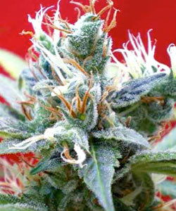 Claustrum marijuana seeds