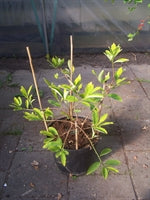 ERYTHROXYLUM Coca 1.5 year old plant