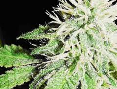 C weed marijuana seeds