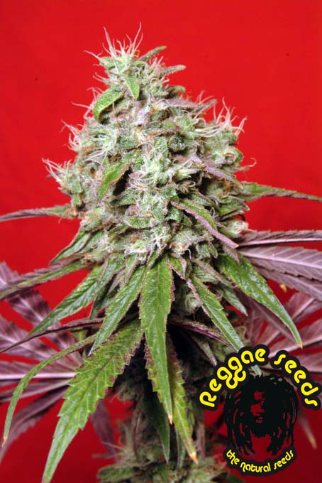 reggae seeds dancehall cannabis seed
