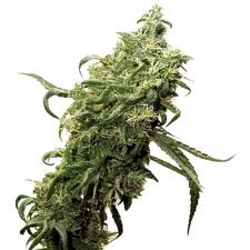 Dark Delight marijuana seeds