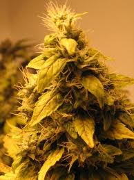 Daywrecker diesel marijuana seeds