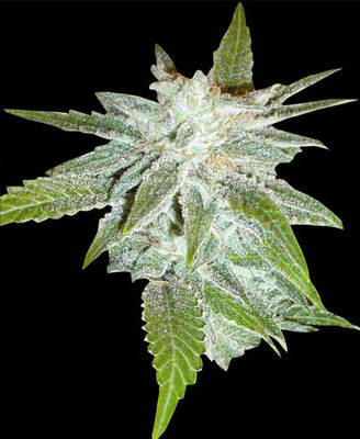 domina marijuana seeds