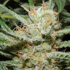 Double Diesel Ryder automatic single seeds