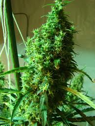 DTC 99 marijuana seeds