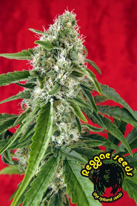 Dub reggae cannabis seeds