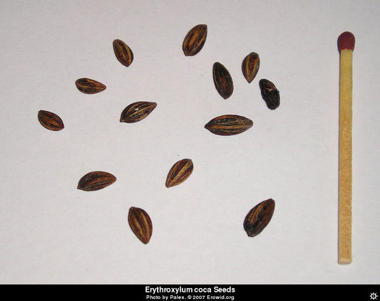 Erythroxylum Novogranatense{Cocaine} seeds
