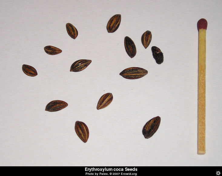 Erythroxylum Coca cocaine 100 seeds