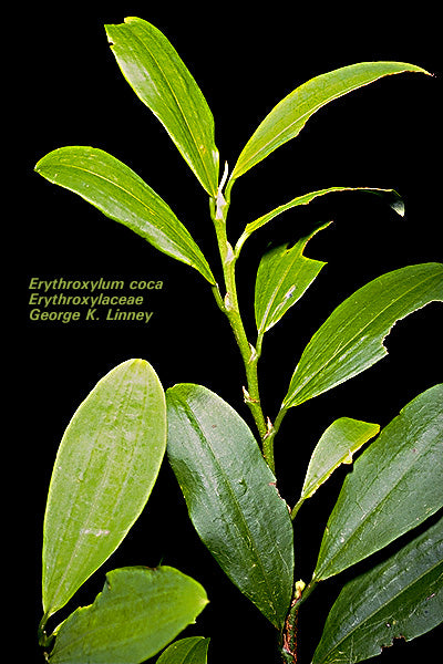 Erythroxylum coca rooted plant