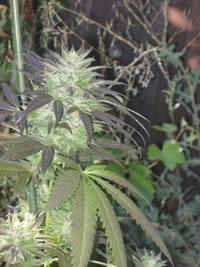 Flashback marijuana seeds 10 pack