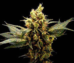 Killer Bud Feminized cannabis seeds