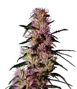 Purple Haze Feminised Cannabis Seeds
