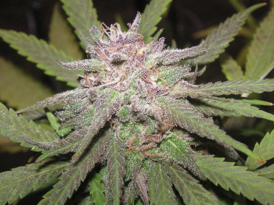 Gorilla Grape marijuana seeds