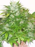 Green giant female marijuana seeds